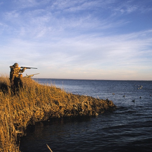 Doing Some Duck Hunting (Duck and Shotgun) Cover Art Blurred Background