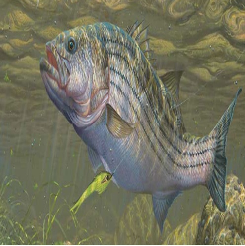 Doing Some Fishing (Fishing Reel and Water) Cover Art Blurred Background