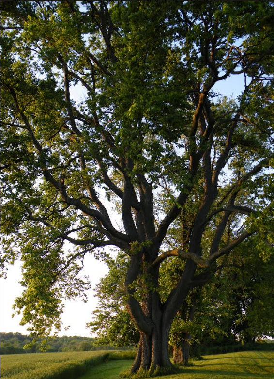 screen-shot-2016-10-25-at-8-09-17-am