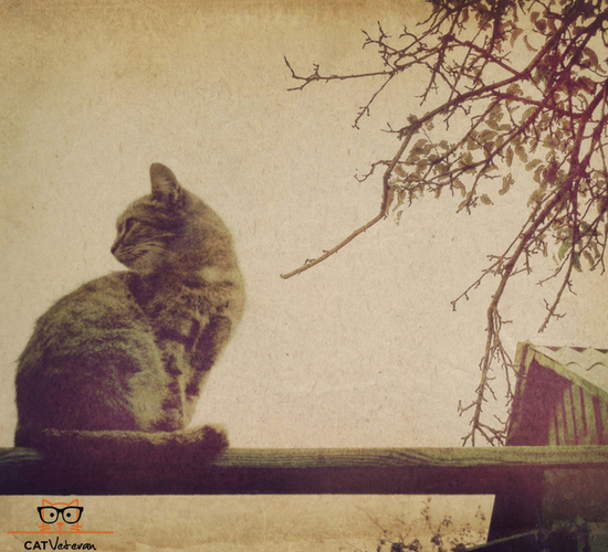 Cat Sitting On Wooden Beam