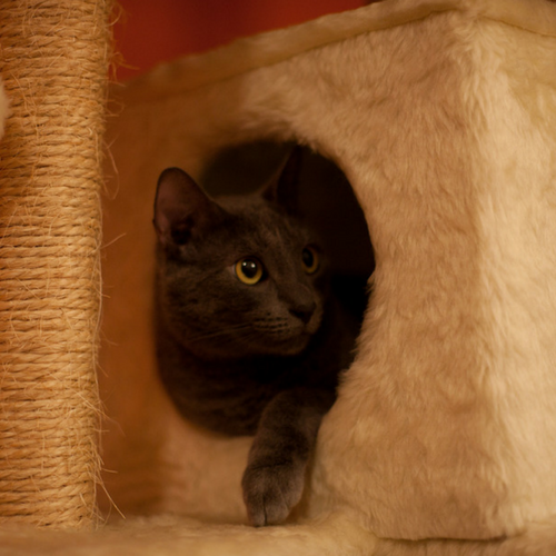 Faux Fur Cat Tree Carpeting