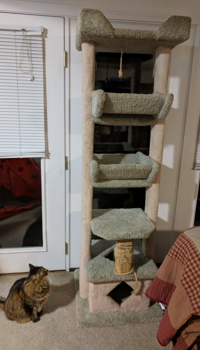 The 10 Year Old Cat Tree And Tanta Queen