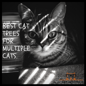 Best Cat Trees For Multiple Cats