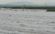 Aside_sea_of_plastic