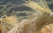Aside_guizhou_grain