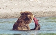 Aside_bear_salmon