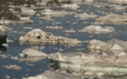 Aside_hmpic_arctic