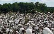 Aside_cotton