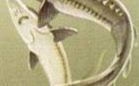 Index_chinese_sturgeon