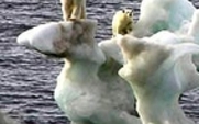 Aside_polar-bear