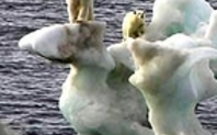Index_polar-bear