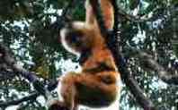Index_hainan_gibbon_home