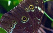 Aside_butterfly_homepage