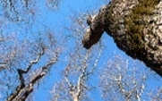 Aside_forest