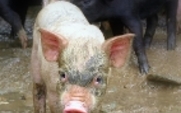 Aside_animal_husbandry