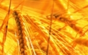Aside_wheat