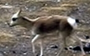 Aside_tibetan_antelope