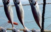 Aside_fish_rowsv2