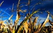 Aside_corn
