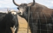 Aside_yak