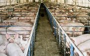 Aside_pig_farm_large
