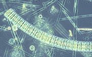Aside_phytoplankton_large