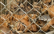 Aside_tiger3_origin_large