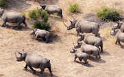 Aside_rhino_large