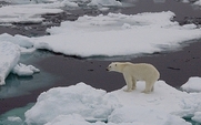 Aside_polar_bear_2511_large