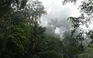 Aside_reinforest_0812_large