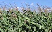 Aside_gm_crop_1801_large