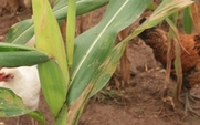 Aside_cropped_chicken