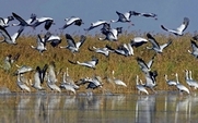 Aside_poyang_lake_white_cranes_china_0503_large