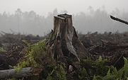 Aside_sumatra_indonesia_deforestation_2403_large