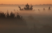 Aside_forest_redd_sunrise_politics_1504_large
