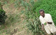 Aside_ethiopia_land_grab_farming_3004_large