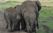Aside_india_elephant_waste_paper_large