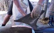 Aside_a-finning-hammerhead-rotman1