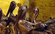 Aside_oiled_pelicans_bp_gulf_large