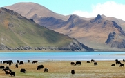 Aside_tibet_grassland_desertification_large