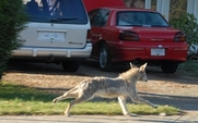 Aside_urban_coyote