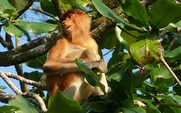 Aside_sarawak_proboscis_monkey