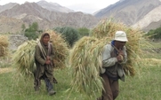 Aside_ladakhi_farmers_with__barley_harvest_large