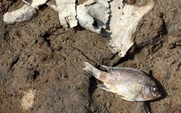 Aside_china_wetland_crisis_large