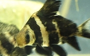 Aside_600px-myxocyprinus_asiaticus