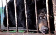 Aside_black-bear-large