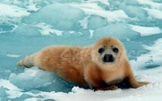 Aside_seal_trade_canada_large