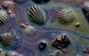 Aside_426_oil_spill_greenpeace