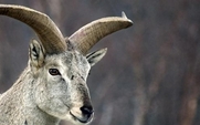 Aside_426_sheep