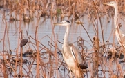 Aside_426_herons